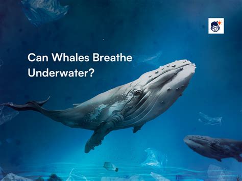 Can whales breathe underwater. Things To Know About Can whales breathe underwater. 